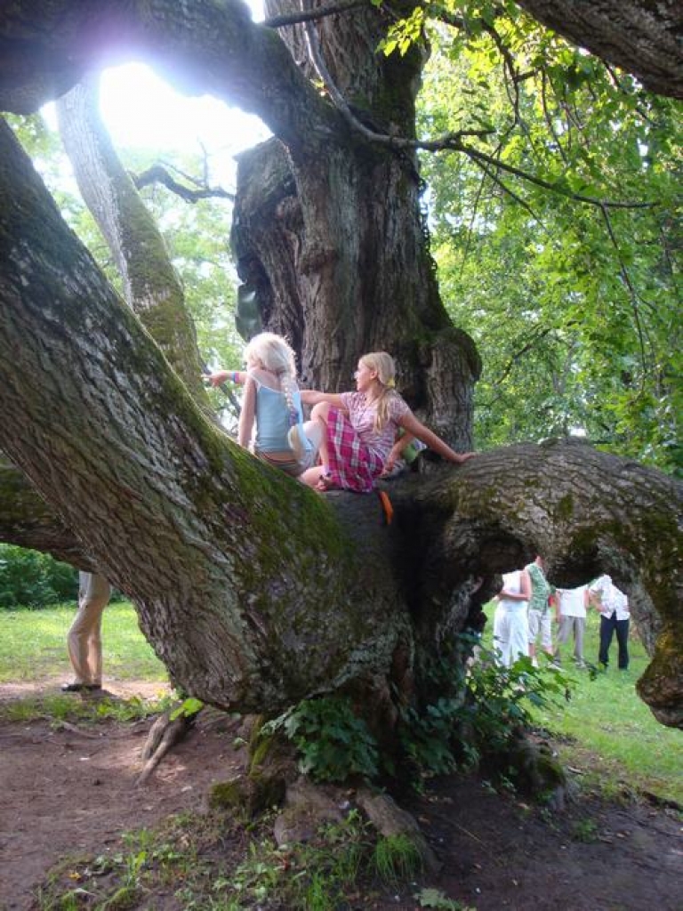MILZENE. Elku liepa ir iecienītākais ceļotāju fotografēšanās objekts.  Ingunas Žogotas foto
