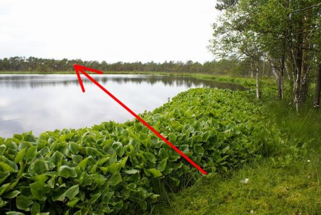 ROBEŽA. Dabas lieguma austrumu robeža noteikta pāri purva ezeriņam.
Autors: Foto no Latvijas Dabas fonda arhīva