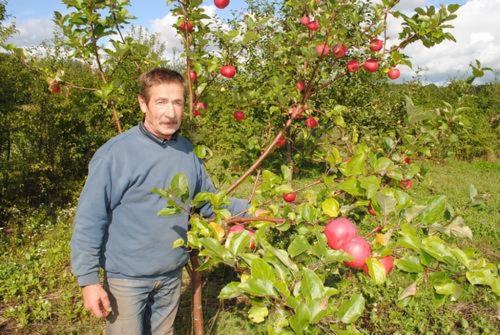 Vieni no pēdējiem. Aleksandrs Vasiļjevs jau novācis turpat visu ābolu ražu.   