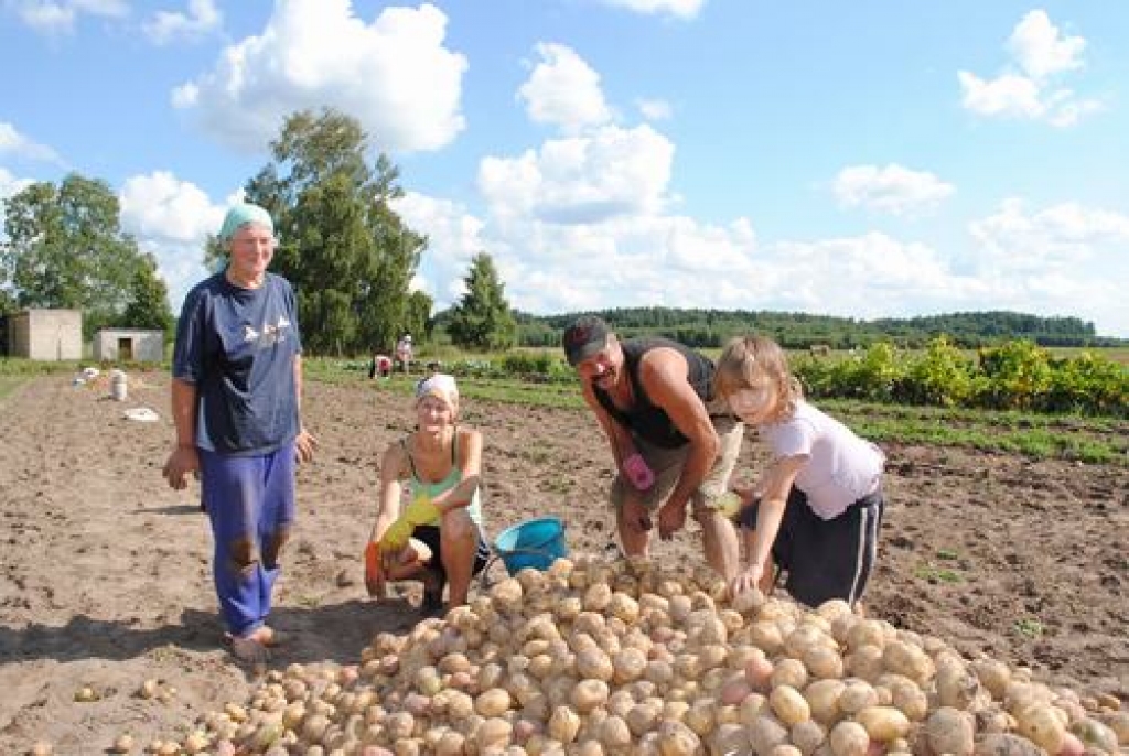  Kaudzē ‘Laura’, ‘Siņeglazka’ un ‘Tautu draudzība’. Helēna (no kreisās) un Solvita Veides, Aivars Klibiķis un mazā Kitija novākuši kartupeļu lauku.