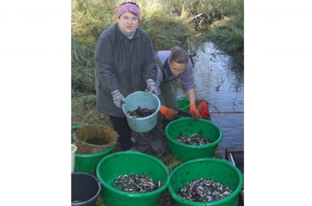 VAI AUDZĒS ZIVIS? 2008. gada rudenī zivjaudzētavā 