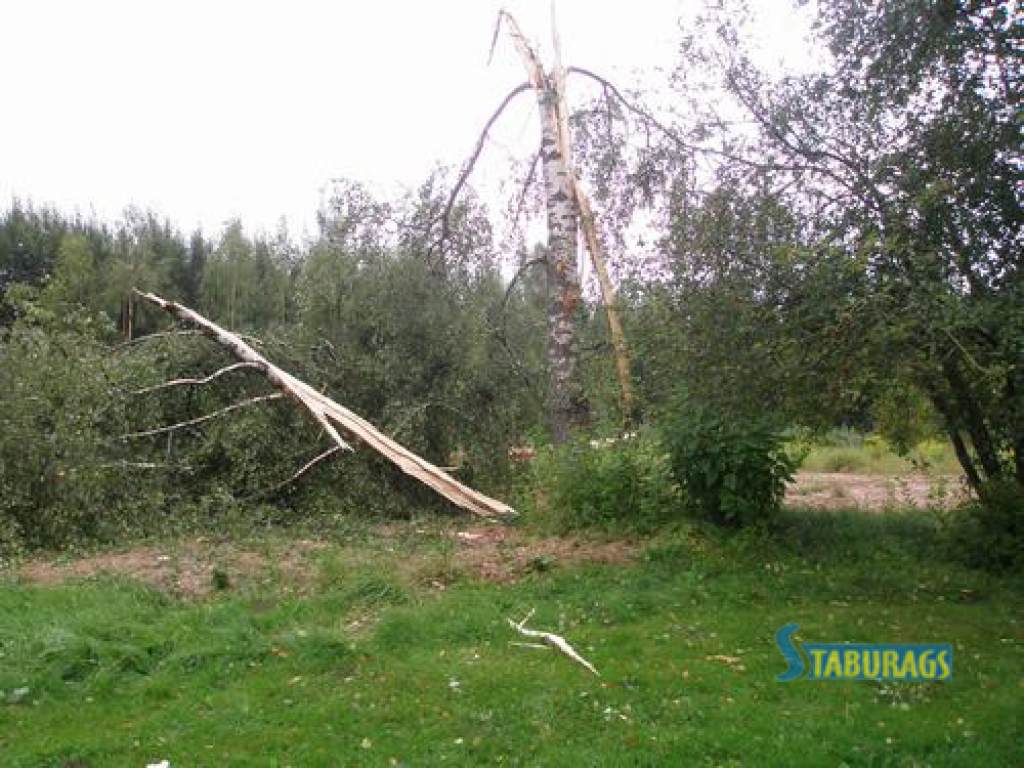 NOLAUZTS. Bērzu zibens pārplēsa uz pusēm un tā šķēpeles izmētātas lielā attālumā.   
Autors: Kristaps Bite