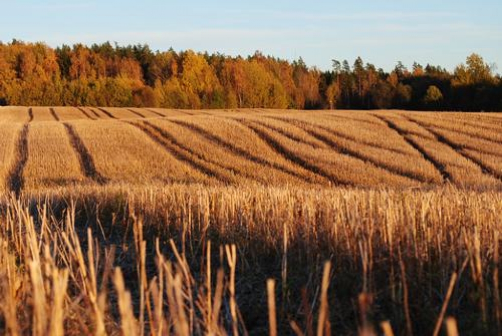 Autors: Līga Patmalniece