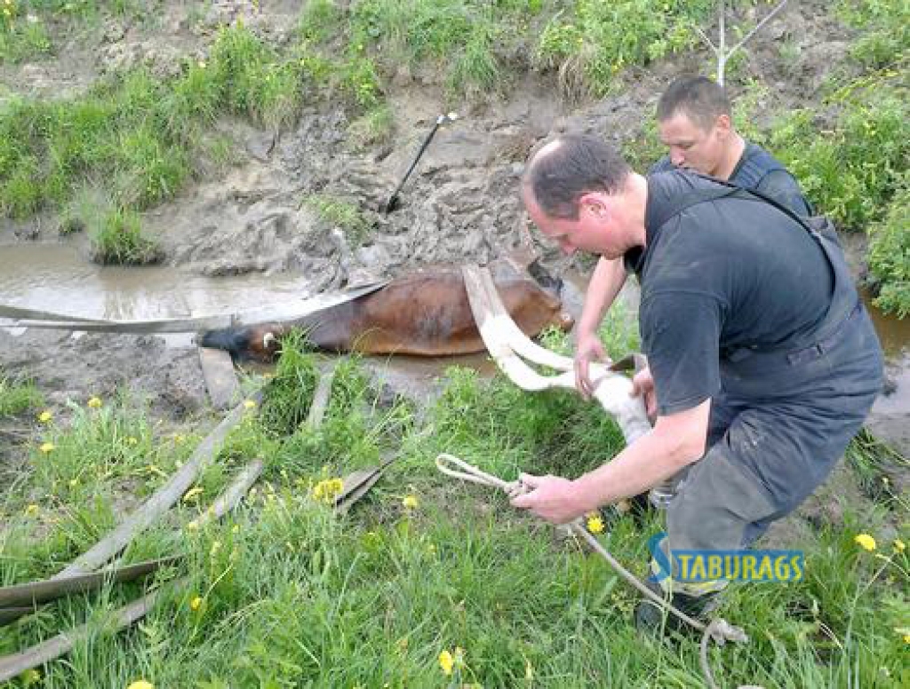 Vakar Jaunjelgavas novada Staburaga pagastā, netālu no mājām “Kalves”, no novadgrāvja  ugunsdzēsēji kopā ar vietējiem iedzīvotājiem no dubļiem izvilka divas iestigušas govis.