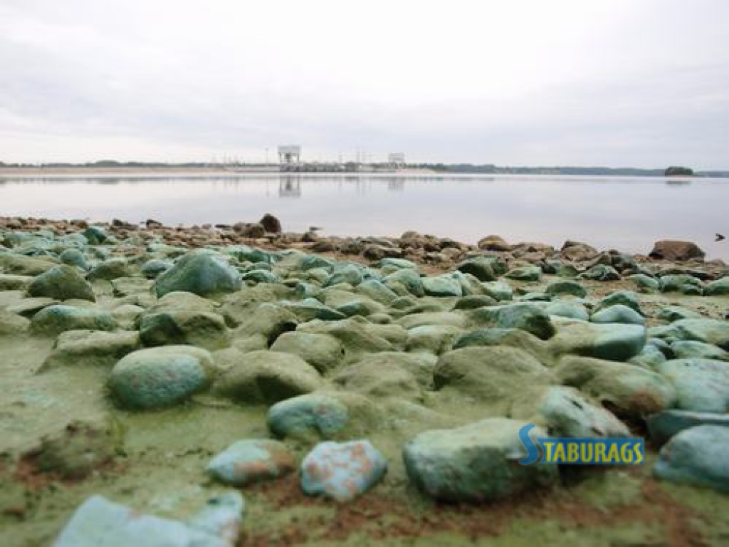 Aizkrauklē, Daugavas kreisajā krastā pie mazdārziņu kooperatīva sūknētavas, lielā daudzumā krastā izskalotas zilaļģes. Šo aļģu koncentrācija augusta otrajā pusē parasti pieaug, taču nu tās krastu klāj ievērojamā kārtā.
Autors: Indulis Burka