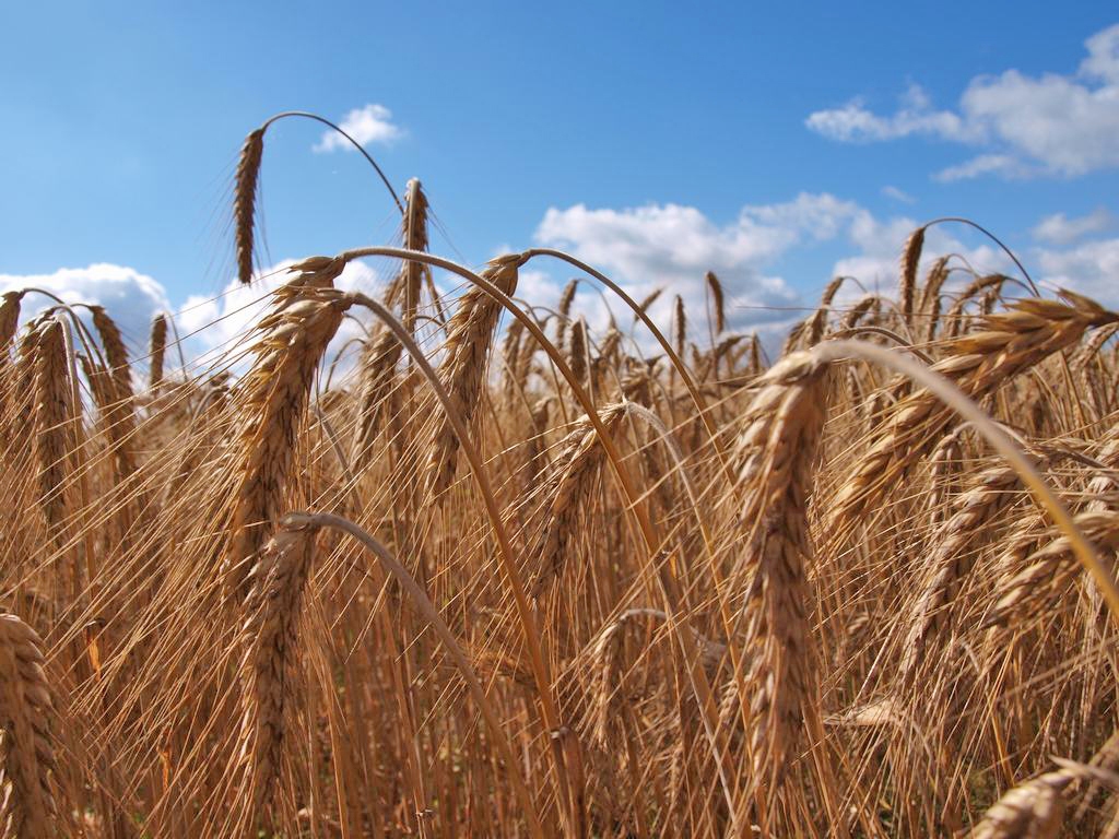 Autors: Indulis Burka