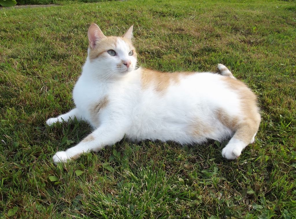 Zālē nav gluži tas pats, kas gultā. Kad saimniece ignorē Fēliksa vēlmi iziet laukā, īpaši labi izpaužas viņa “runas dotības”.
Autors: Imants Kaziļuns