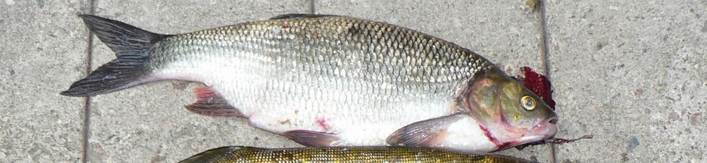 NEPARASTA. Šajā zivī saskatāmas gan raudas, gan salates formas. 
Autors: no Egila Jasaiša albuma 