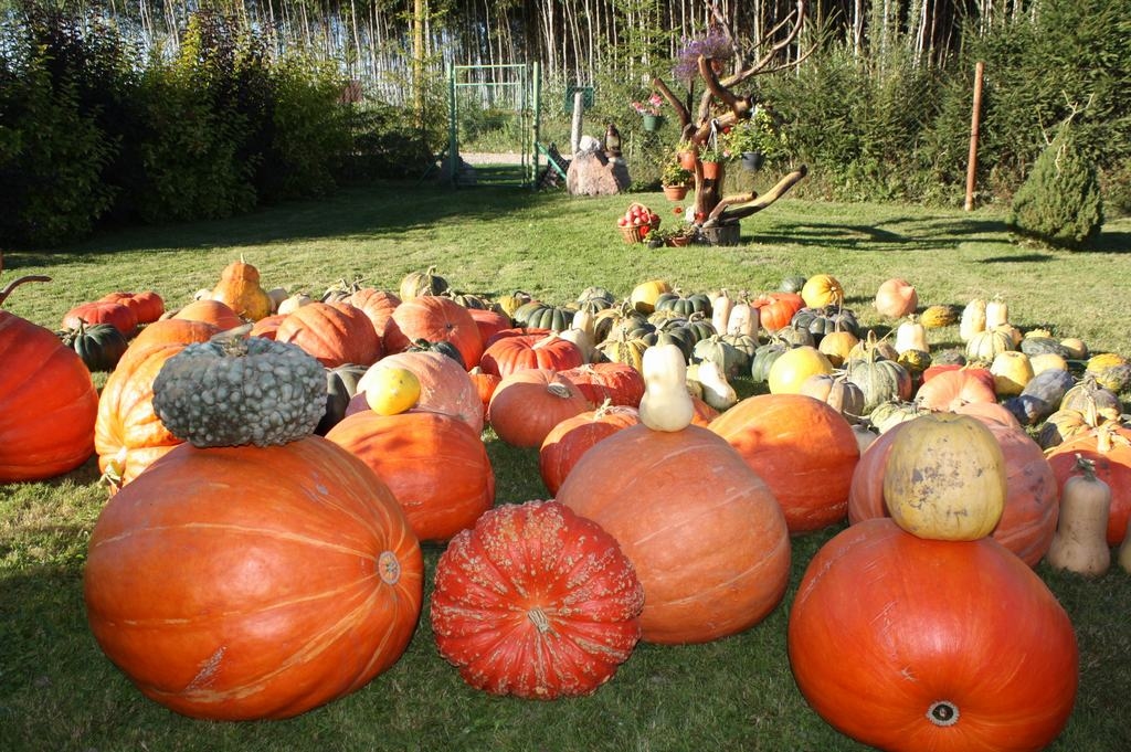 Ķirbju paklājs Skrīveros. It kā vienkāršais ķirbis var būt arī kā mākslas objekts.
Autors: Imants Kaziļuns