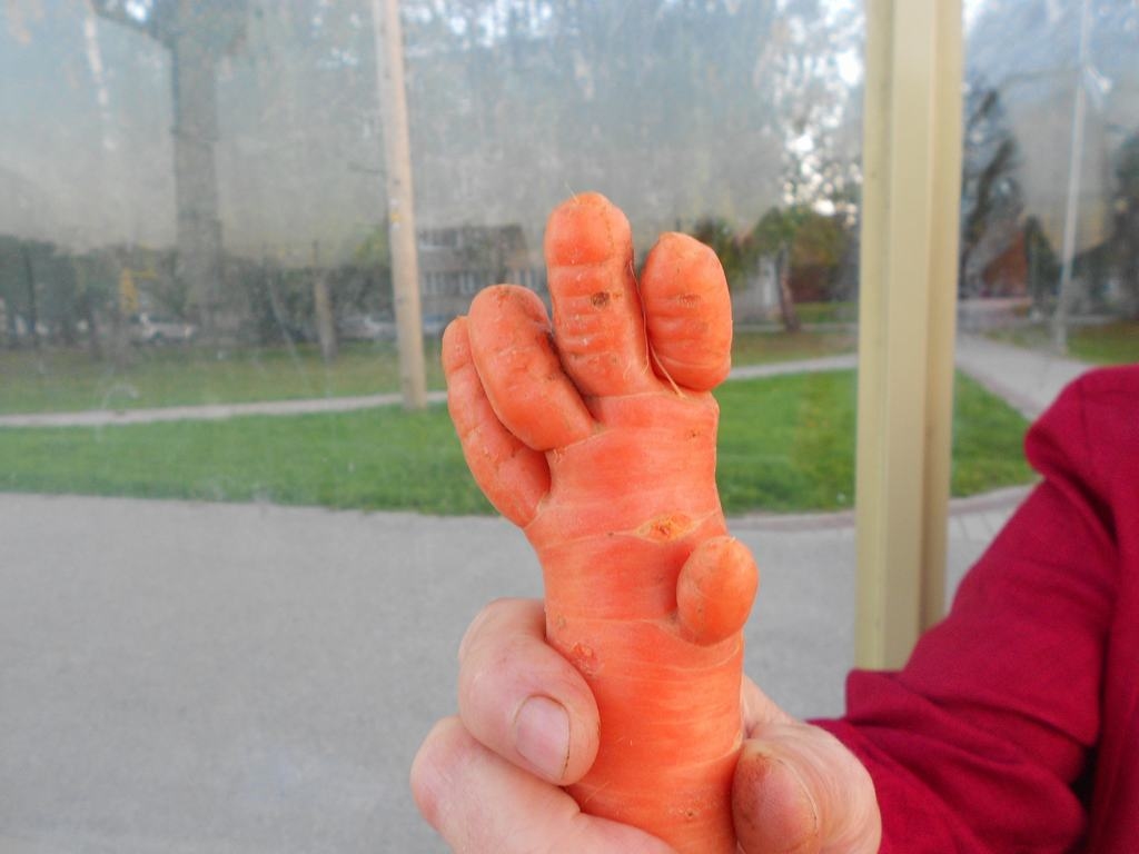 Burkāni ir īsta vitamīnu krātuve, iespējams, šis saimniecei dos pieckāršu enerģiju, kuras, ikdienas soli darot, nekad nav par daudz.
Autors: Ināra Sudare