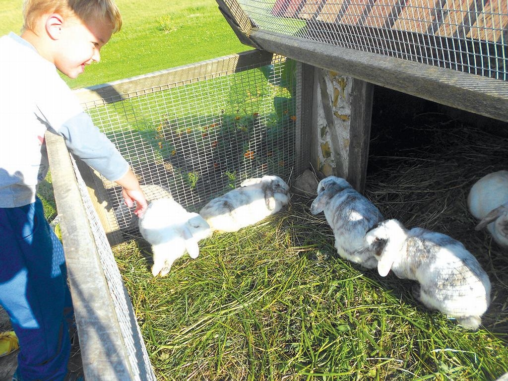 PRIEKS. Bērniem prieku sagādā trušu glaudīšana. 
Autors: Ināra Sudare