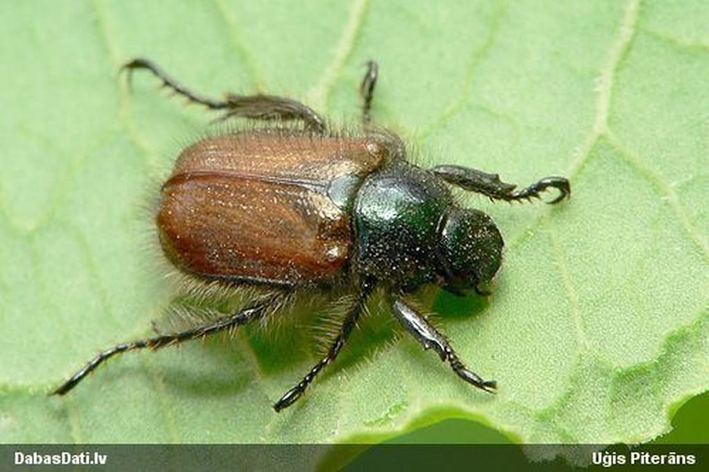 Autors: www.diena.lv