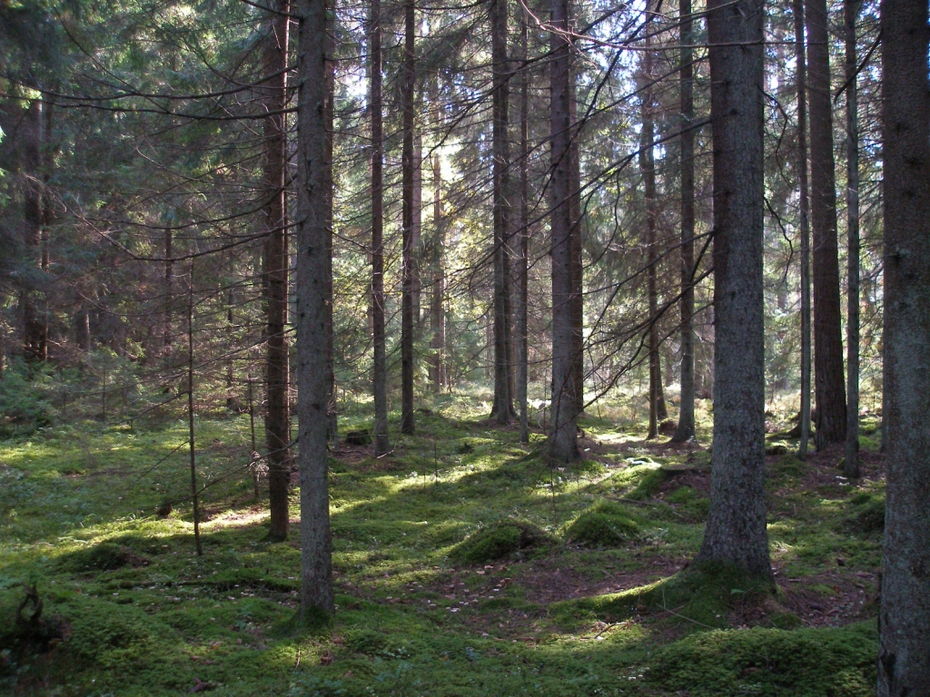 Autors: lv.wikipedia.org