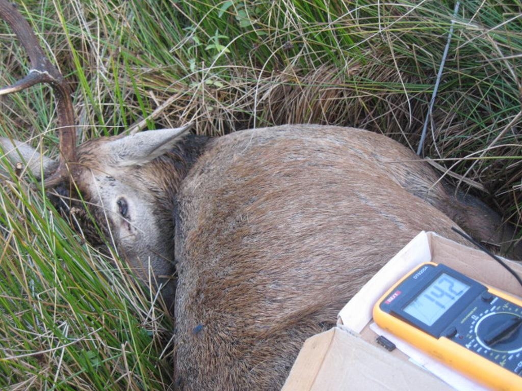 ZEM SPRIEGUMA. Voltmetrs rāda, ka briedis ir zem 142 voltu sprieguma.  
Autors: Juris Liepa