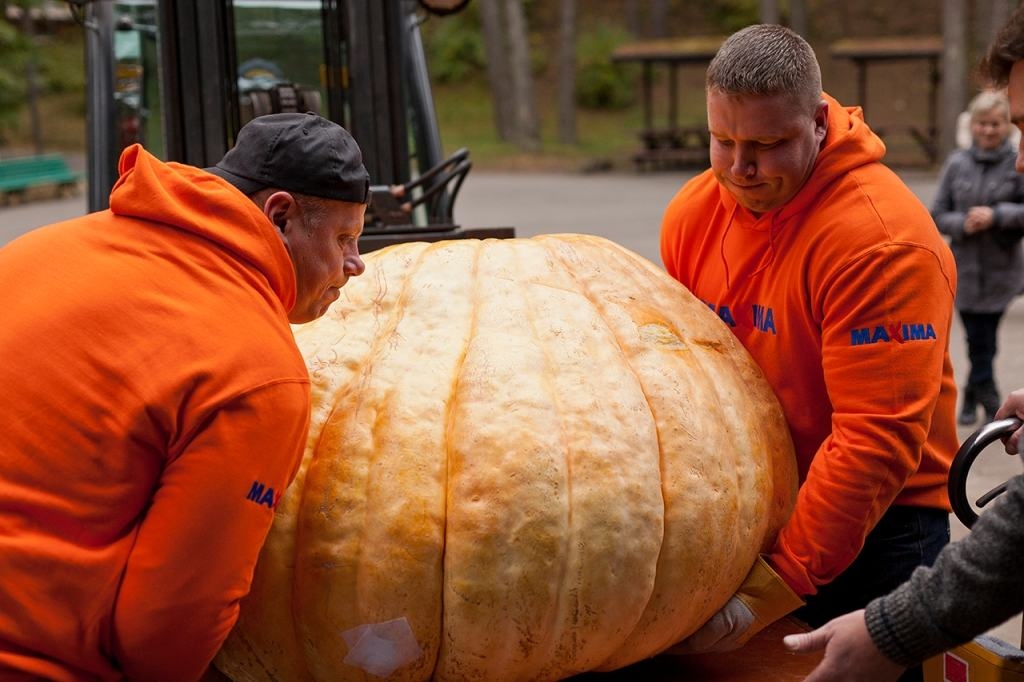 VAJADZĒS PALĪGU. Ja ķirbji tā turpinās pieņemties svarā, iespējams, nākamgad vajadzēs saukt palīgā vēl kādu stiprinieku.    
Autors: Publicitātes foto