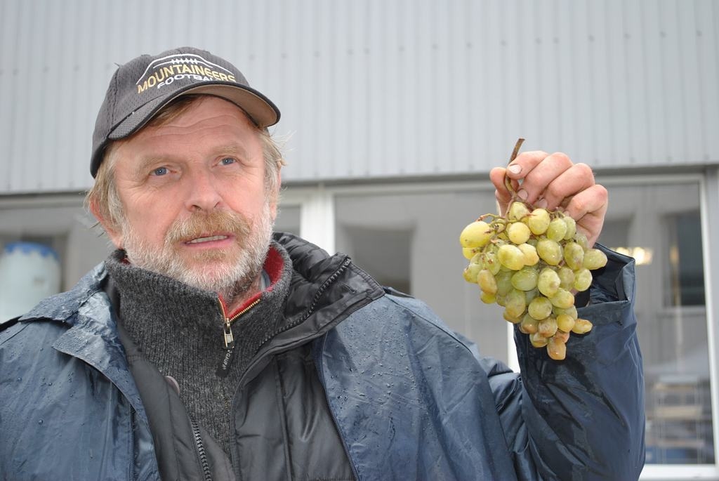 Lielas, saldas, bet to audzēšanā jāiegulda pamatīgs darbs. Par katru no vīnogu šķirnēm stāsta to audzēšanas speciālists Andris Stukle.
Autors: Imants Kaziļuns