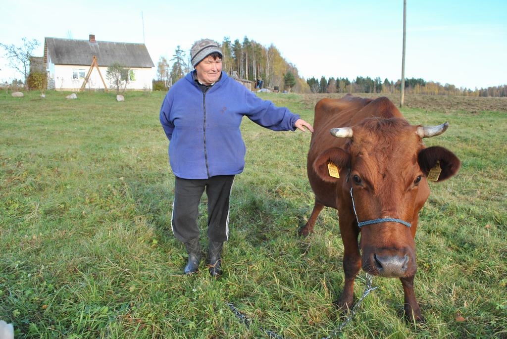 Pašu izaudzēta. Mazzalviete Valentīna Ķeire dodas slaukt Straumi.
Autors: Imants Kaziļuns