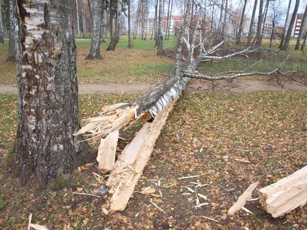 NEIZTURĒJA. Aizkrauklē, parkā iepretim mājai Bērzu ielā 6, vējš nolauza bērzu.
Autors: Indulis Burka