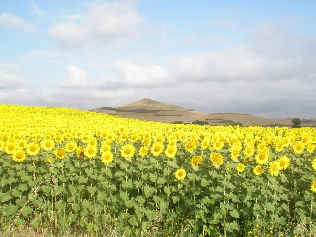 Spānijas dārgums — ziedoši saulespuķu lauki. 
Autors: Līga Patmalniece
