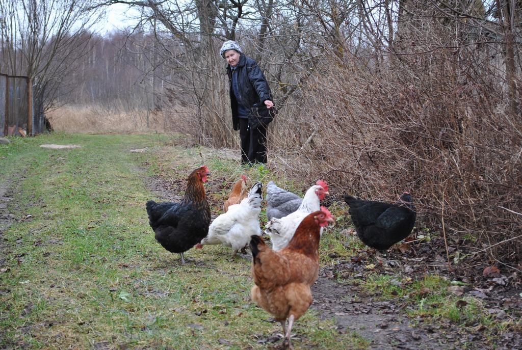 Velnaducis dējēju. Jaunjelgaviete Tamāra Nīcgale un viņas bezbailīgās vistas.
Autors: Imants Kaziļuns