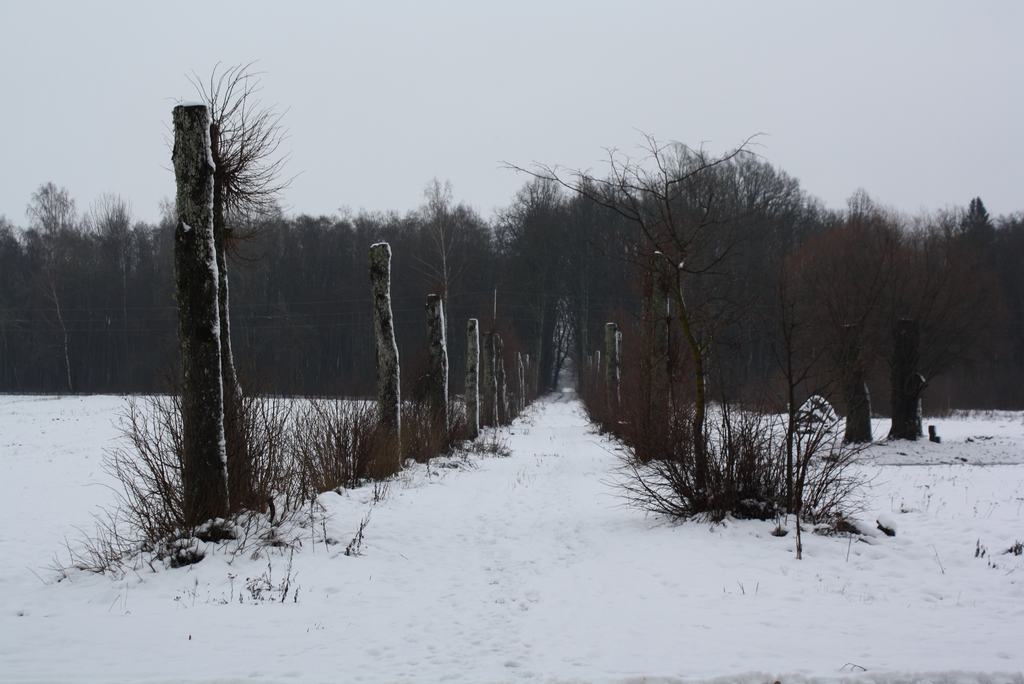 LĪDZ STUMBEŅIEM. Ar pagasta pārvaldes atļauju kāds privātīpašnieks pamatīgi apzāģējis šo liepu alejas daļu, jo koki bija kļuvuši bīstami. Liepu aleja kādreiz vedusi uz  zaļo pagrabu. Pēc nostāstiem tajā apglabāta vācu jaunkundze, kura saindējusies un nomirusi.
Autors: Guna Mikasenoka