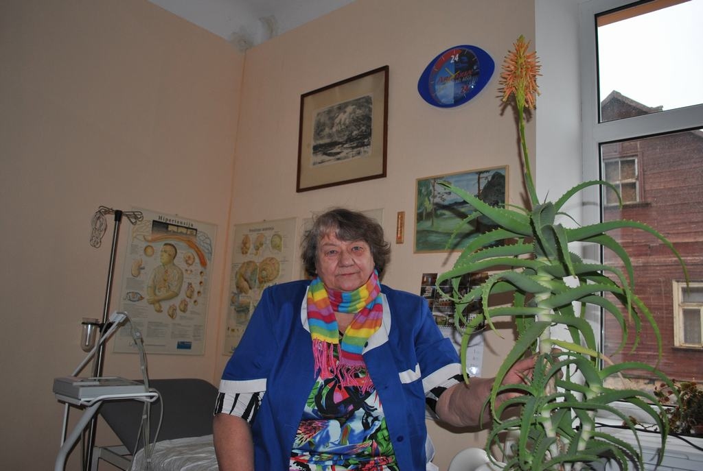 PĀRSTEIDZ VISUS. Brīnumainā alveja aug Zigrīdas Maijas Gulbes ārstes prakses telpās.
Autors: Sandra Pumpure