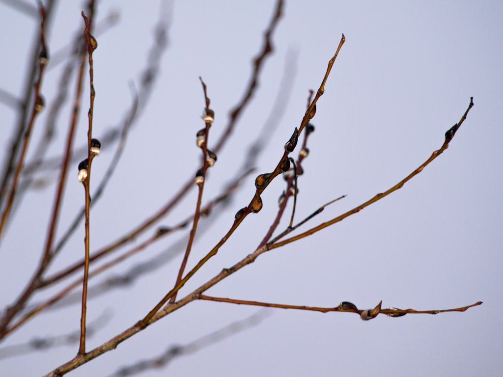 Autors: Indulis Burka