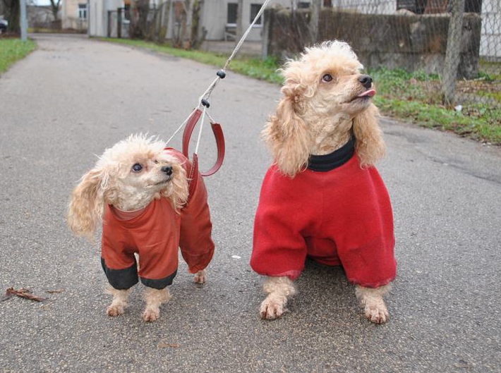 Tandēms. Džila (no kreisās) un Dollija saimnieces darinātos kostīmiņos.