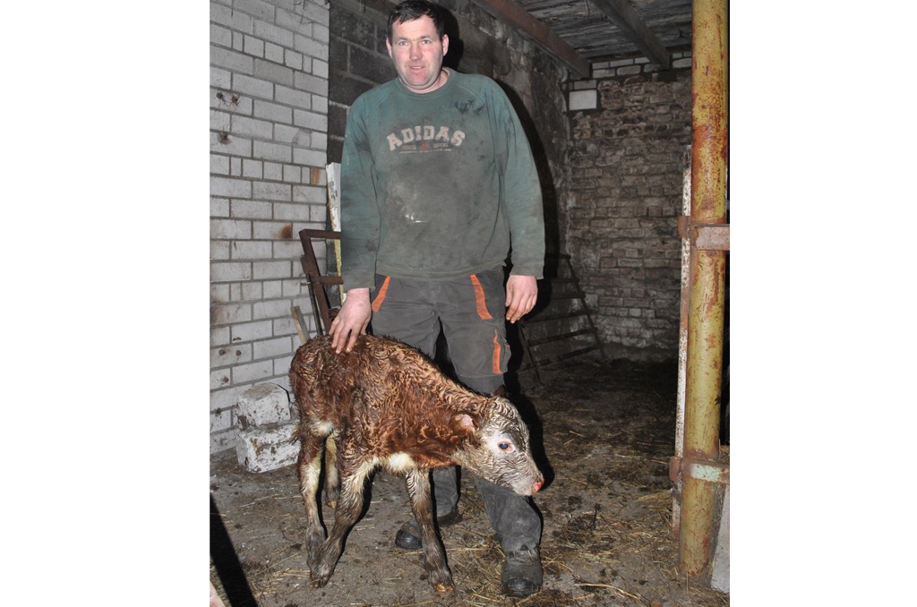 Dienas lielais notikums. Saimniecības strādnieks no pašiem pirmsākumiem Ivars Šmeiksts un tikko dzimušais teliņš.
Autors: Imants Kaziļuns