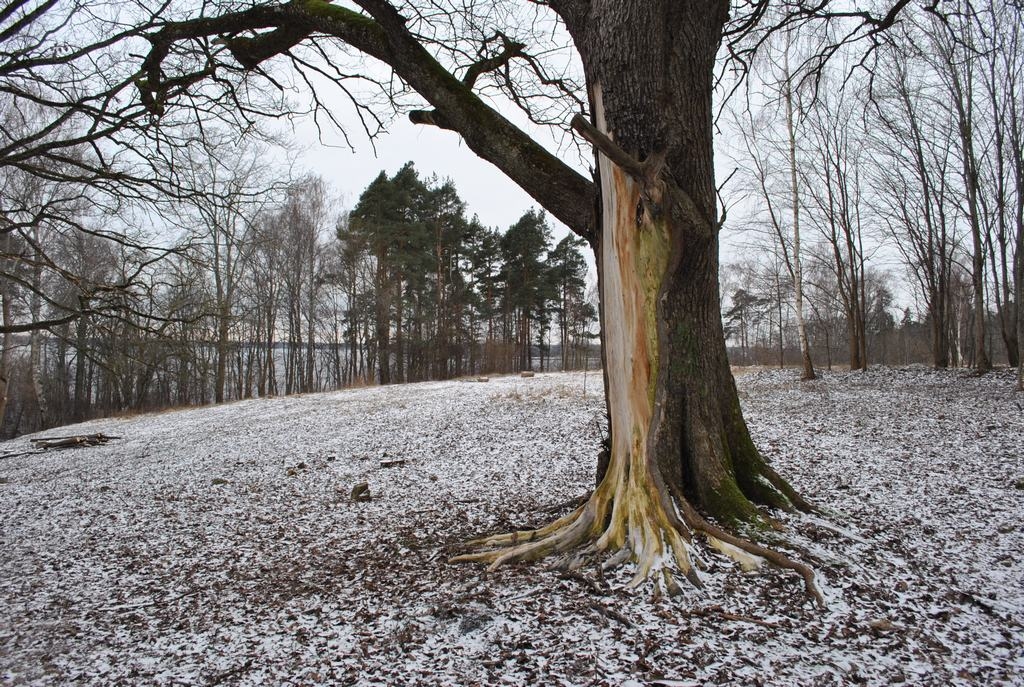 Skaista un sakopta. Pavasarī šī nogāze pavērsies visā krāšņumā. Priekšplānā — apdedzinātais ozols. 
Autors: Līga Patmalniece