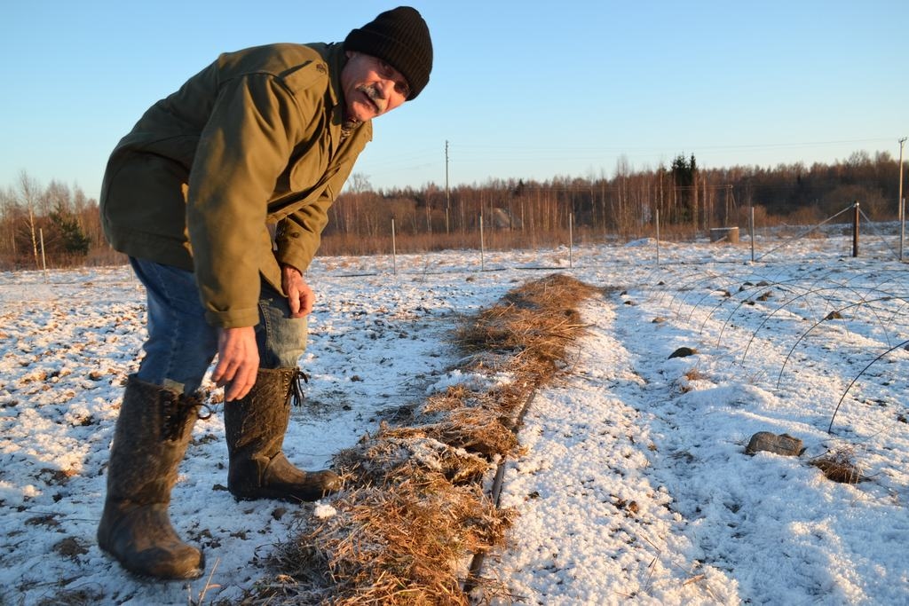 “Mātes lauks” jeb genofonds ir sasegts. Šķirnes 'Rubīna kulons' stādi pirkti botāniskajā dārzā aptuveni pirms 20 gadiem, un Guntis Ķipurs šoziem tiem pievērš vairāk uzmanības.
Autors: Imants Kaziļuns