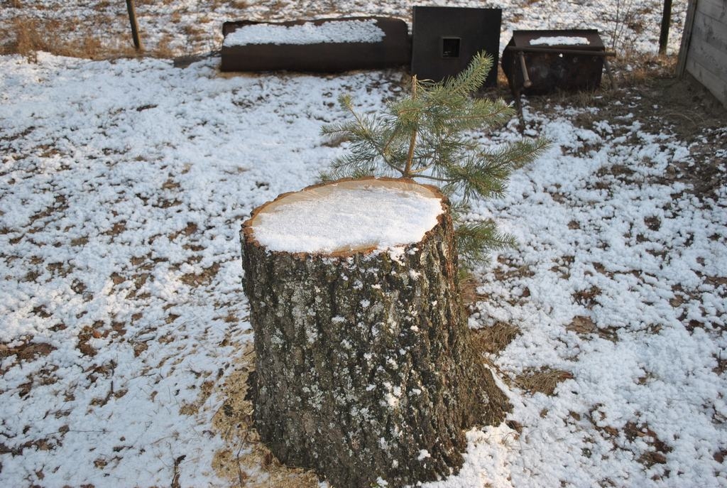 PALIEK CELMI. Te reiz auga skaisti bērzi. Šis ir viens no lielākajiem atstātajiem celmiem.
Autors: Guna Mikasenoka
