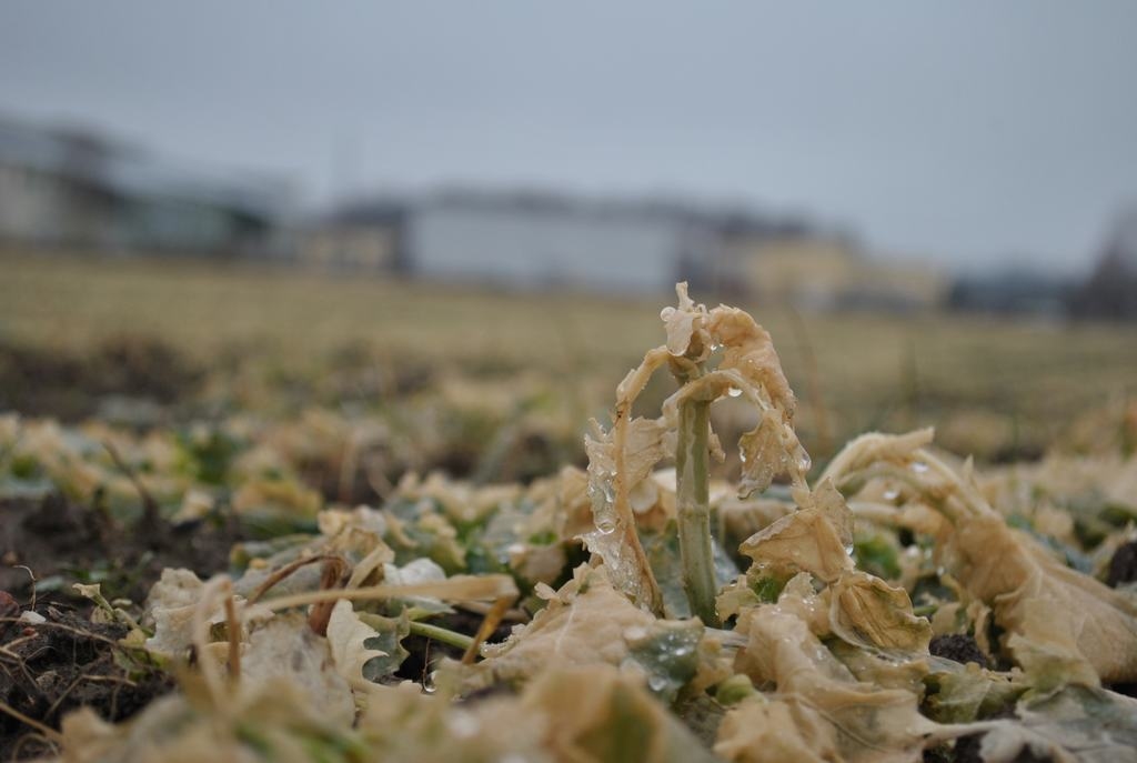 Vēl dzīvs. Sasalis un vēlāk samircis, ziemas rapsis sācis pūt.
Autors: Imants Kaziļuns