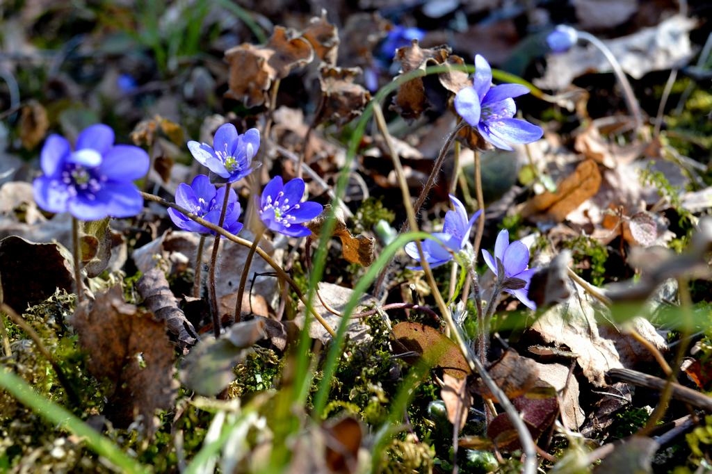 Autors: Indulis Burka