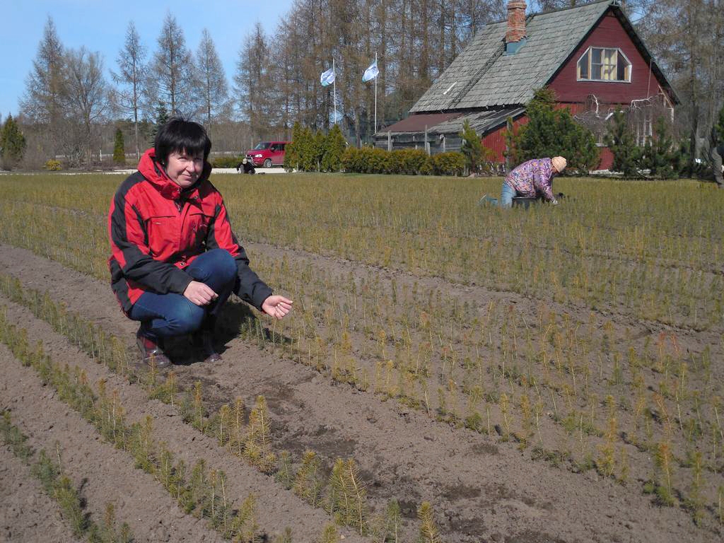 AUG TEICAMI. Agita Ceruka teic, ka stādiņi kokaudzētavā ir īpaši loloti. 
Autors: Sandra Pumpure