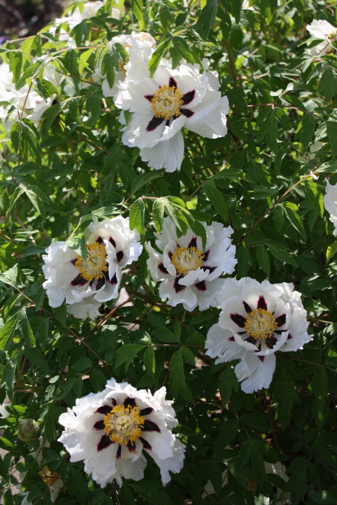 Katru gadu kuplāks. Šogad krūmpeonijas ziedi padevās karstuma spiedienam agrāk kā parasti, bet saimniece paguva novērtēt auga skaistumu.
Autors: Ginta Grincēviča