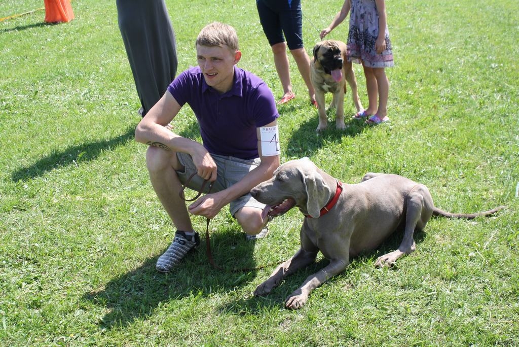 Kauss paliek Aizkrauklē. Aizkrauklieša Andra Krēsliņa veimārietis Kims ieguva izstādes uzvarētāja lielo kausu.
Autors: Ginta Grincēviča
