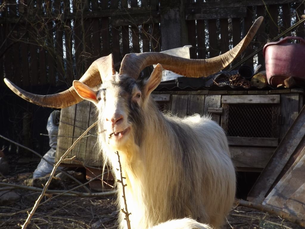 SIRŽU LAUZĒJS. Fricīša lepnums ir ragi.	
Autors: no Birutas albuma   
