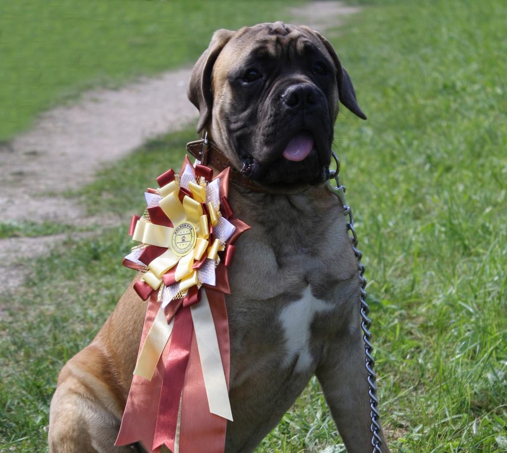 Skrīverietes Ainas bulmastifs Bārklijs (14. jūnijā viņam apritēs 6 mēneši) izcīnīja trešo vietu kucēnu konkurencē un pirmo savas šķirnes suņu vidū.
Autors: Ginta Grincēviča