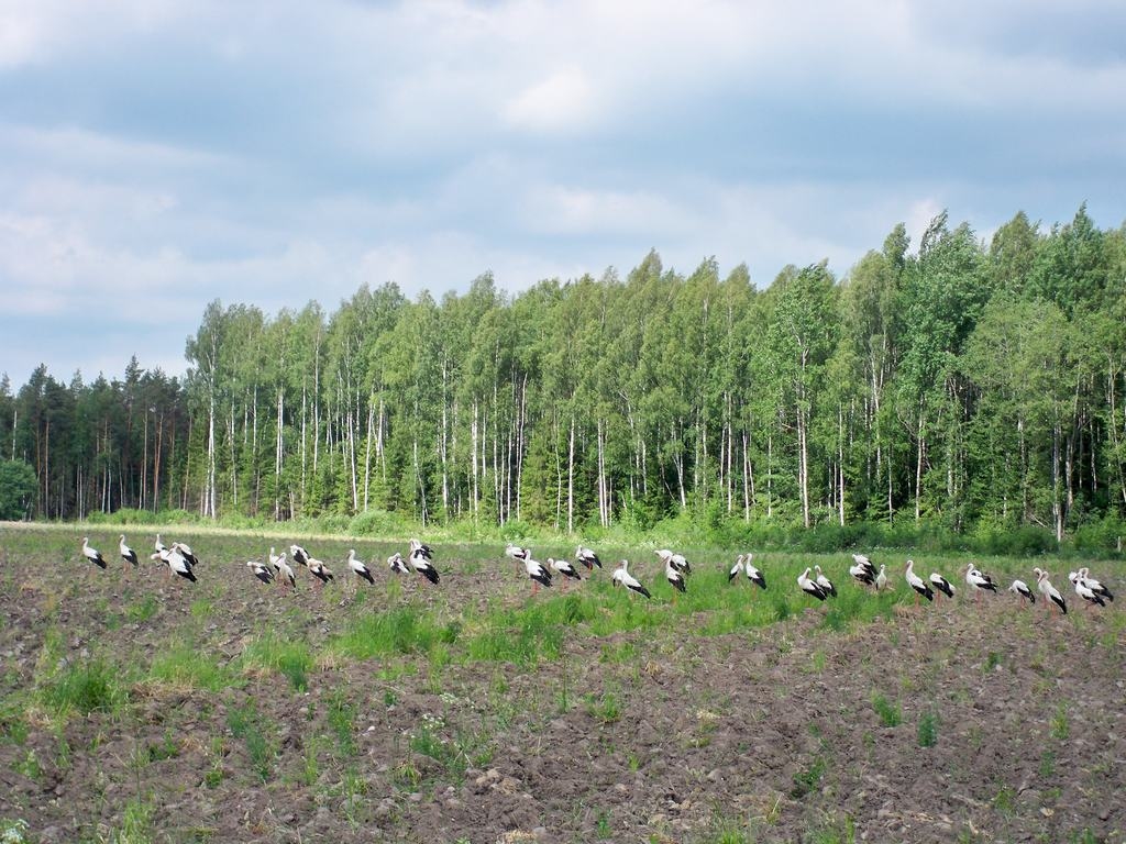 Autors: Silvija Karpoviča