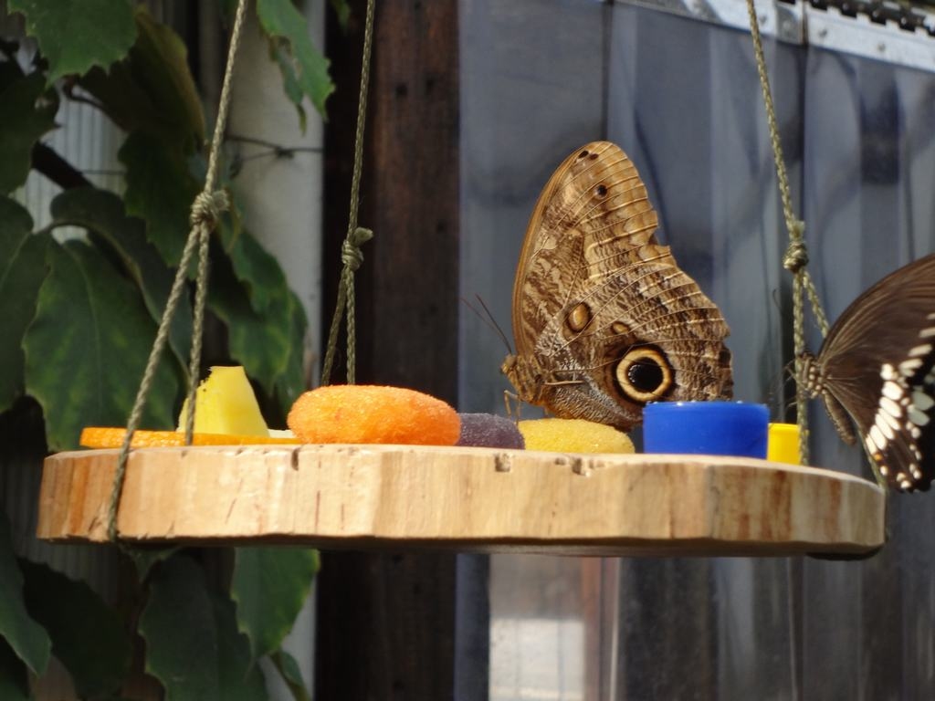 VIENS NO LIELĀKAJIEM tauriņiem savā ēdamistabā. 