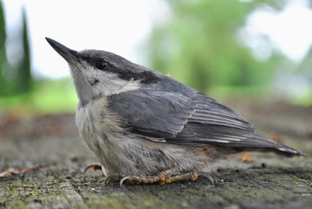 Šīgada mazulis. Mušķērājs pēc ne visai veiksmīga lidojuma.
Autors: Līga Patmalniece