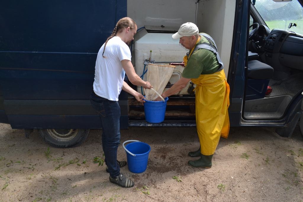 Strauta foreles no speciālas tvertnes pārvieto spaiņos un tad izlaiž upē.
Autors: Indulis Burka