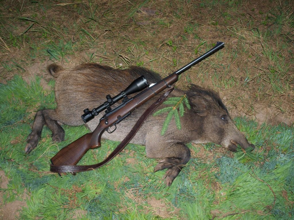 ĀRPUS LIKUMA. Ja ĀCM vīrusa izplatību neizdosies apturēt karantīnas zonā, iespējams, mežacūkas uz vairākiem gadiem pasludinās “ārpus likuma”, un medniekiem viņas būs jāizšauj.
Autors: Indulis Burka