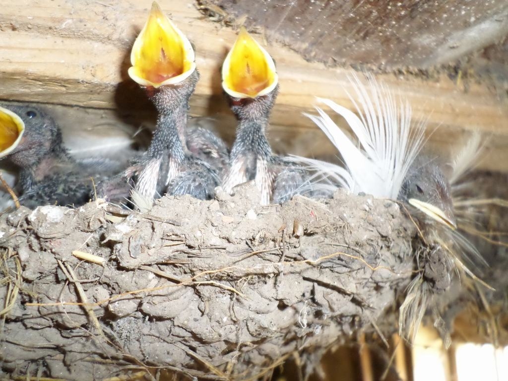 Laba apetīte. Mazie bezdelīdzēni pacietīgi gaida atgriežamies māmiņu ar maltīti.
Autors: Ginta Grincēviča