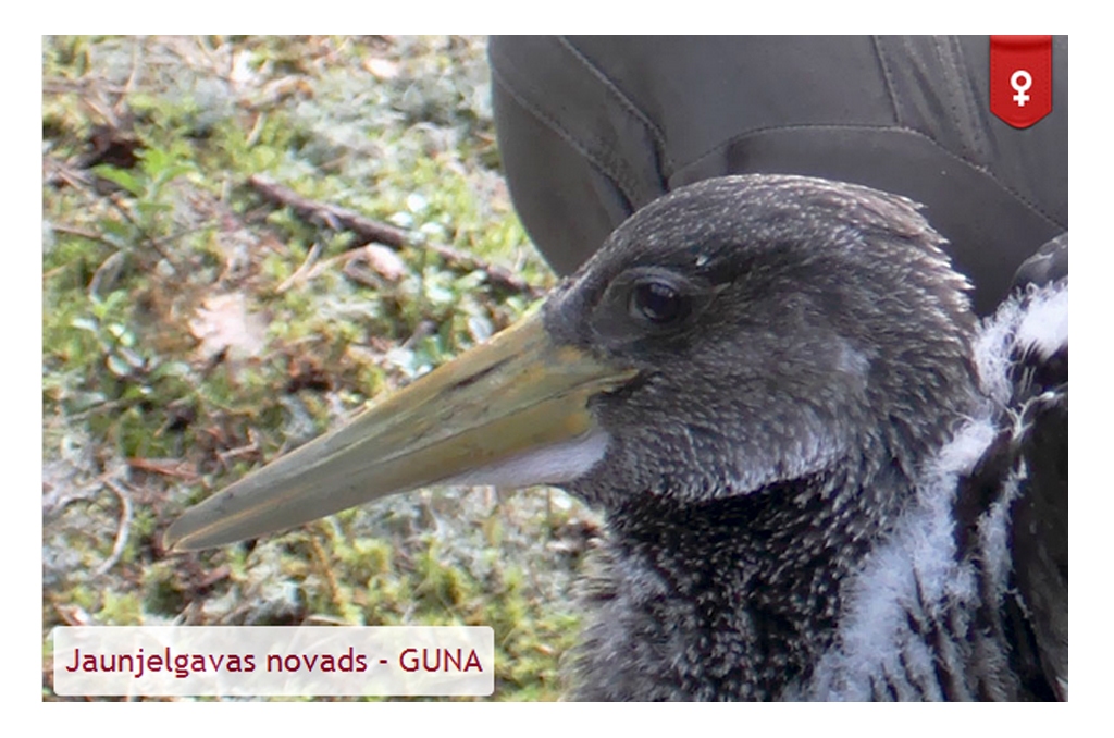 Autors: no www.goris.lv