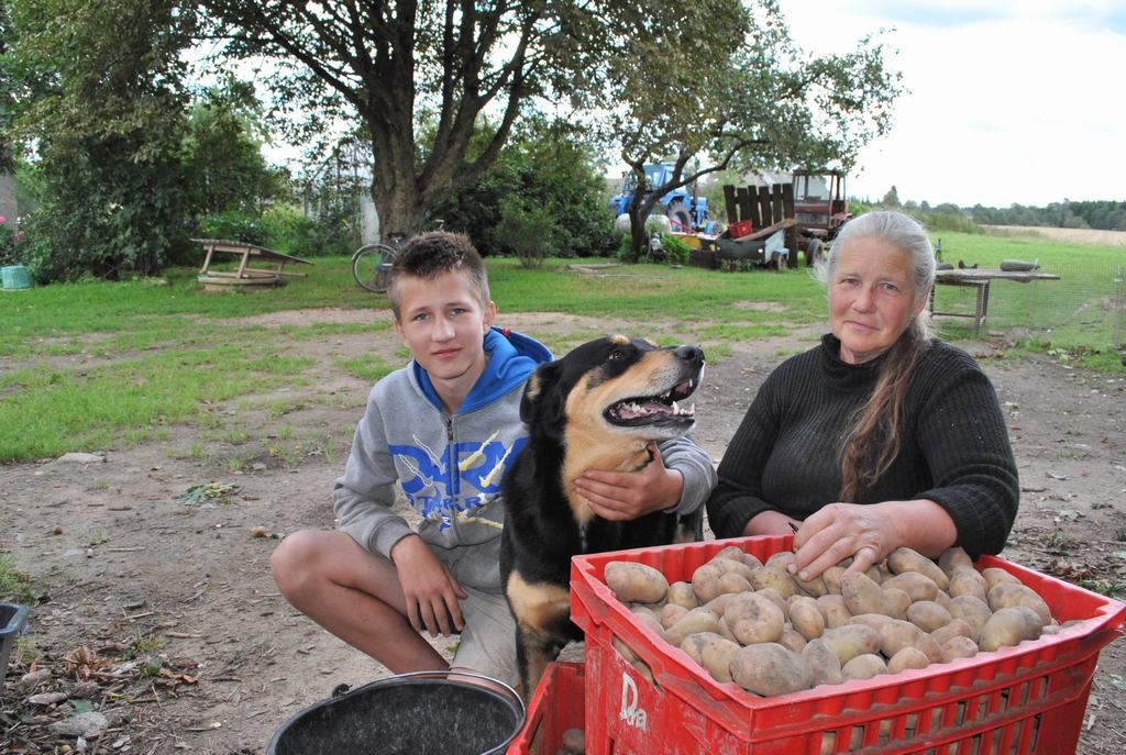 Divi jubilāri un Duksis šķiro kartupeļus. Ralfam rīt, 23. augustā, svinama vārdadiena, bet viņa vecmāmiņai Astrīdai dzimšanas diena ir 28. augustā. 
Autors: Līga Patmalniece