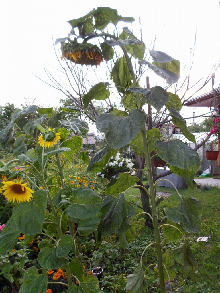 Autors: Ināra Sudare