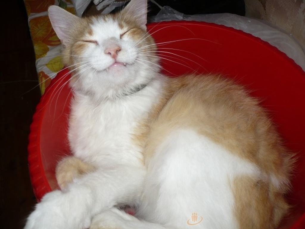 LABSAJŪTA bļodā.
Autors:  no ģimenes albuma