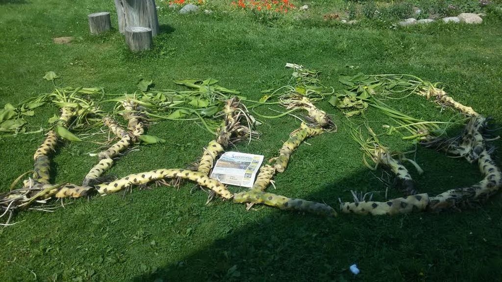 MĀNĪGS PRIEKŠSTATS. Tie nav nekādi rāpuļi, bet gan lēpju saknes.  	
Autors: no Jāņa albuma